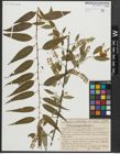 Foto von Salix amygdaloides Andersson